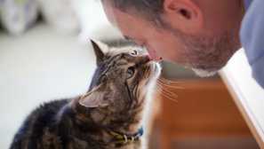 Ako mačka hľadáte, čo si myslí